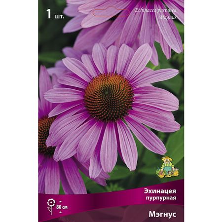 корень Эхинацея пурпурная Мэгнус 1шт фиточай эхинацея пурпурная трава 50 гр