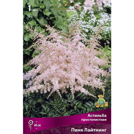 корень Астильба простолистная Пинк Лайтнинг 1шт