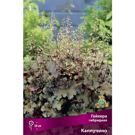 корень Гейхера/Хеухера гибридная Кримсон Кёрлс 1шт