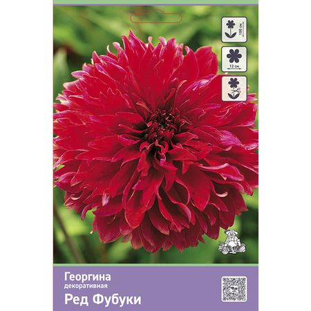 клубень Георгина декоративная Ред Фубуки 1шт