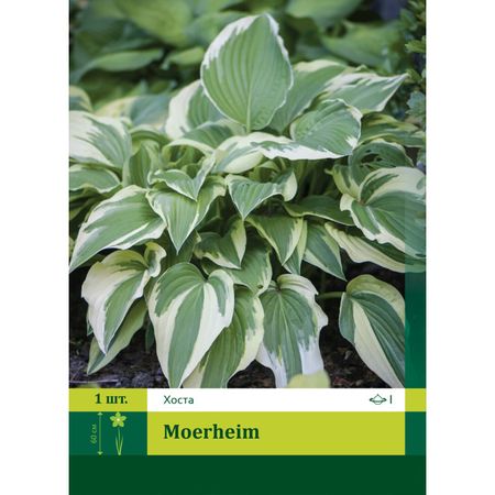 корень Хоста Моерхейм 2 1шт.
