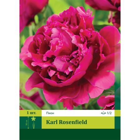 корень Пион Карл Розенфилд 1/2 1шт.