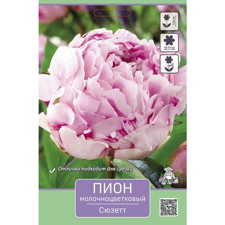 корень Пион молочноцветковый Сюзетт 1шт в капере классик