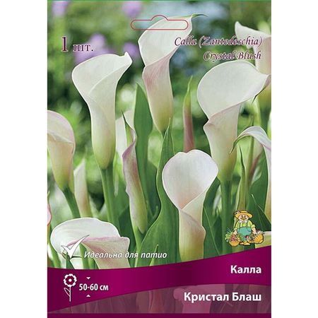 клубень Калла Кристал Блаш 1шт