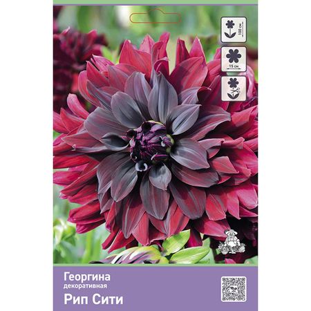 клубень Георгина декоративная Рип Сити 1шт