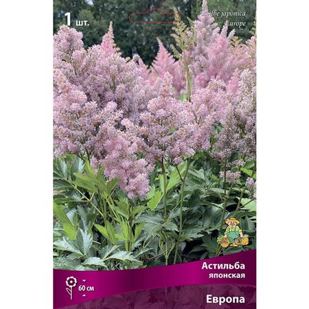 корень Астильба японская Европа 1шт