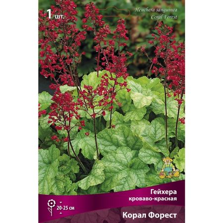 корень Гейхера/Хеухера кроваво-красная Корал Форест 1шт