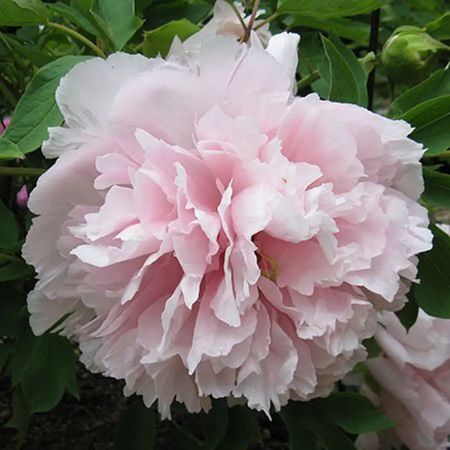 саженец Пион древовидный Букет Розовых Гвоздик d11см в тубе