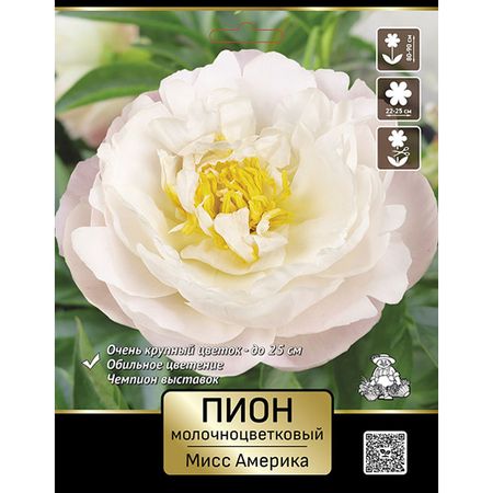 корень Пион молочноцветковый Мисс Америка 1шт в капере люкс