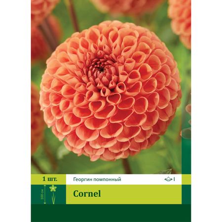 корень Георгин шаровидный Корнел 1шт.