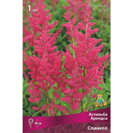 корень Астильба Арендса Спинелл 1шт