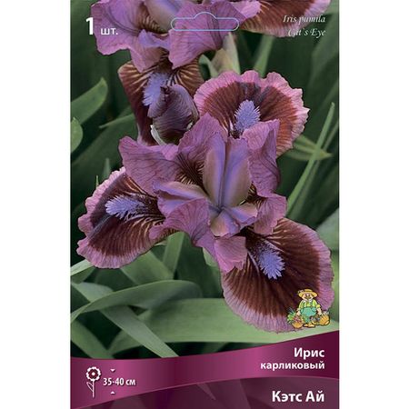 корень Ирис карликовый Кэтс Ай 1шт