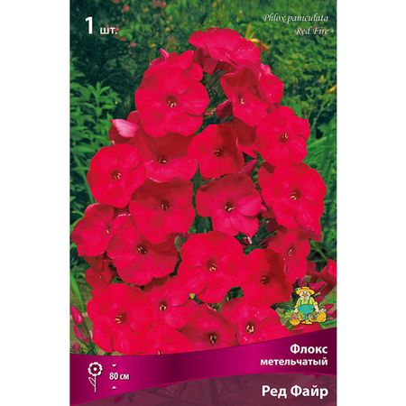 корень Флокс метельчатый Ред Файр 1шт