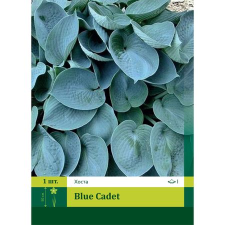 корень Хоста Блю Кадет 2 1шт.