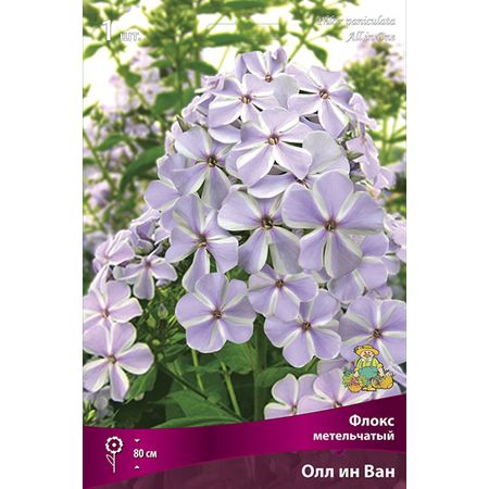корень Флокс метельчатый Ол ин Ван 1шт