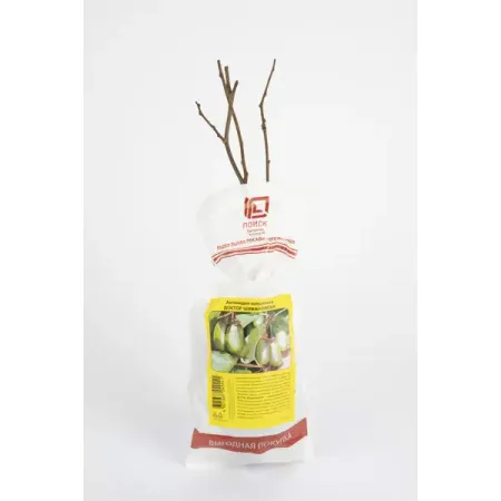 Актинидия коломикта Доктор Шимановски пакет h37 см