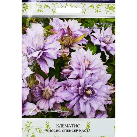 Клематис крупноцветковый Миссис Спенсер Кастл ø5 h10 см фигурки миссис клауса для рождественской елки
