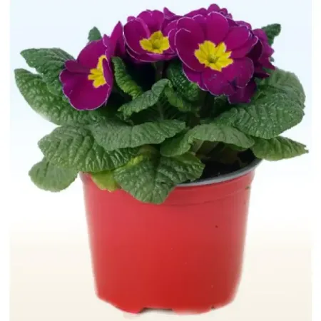 Примула Акаулис Мюнхен микс ø9 h15 см бурлящий шар для ванны eo laboratorie примула и зеленый чай 220 г