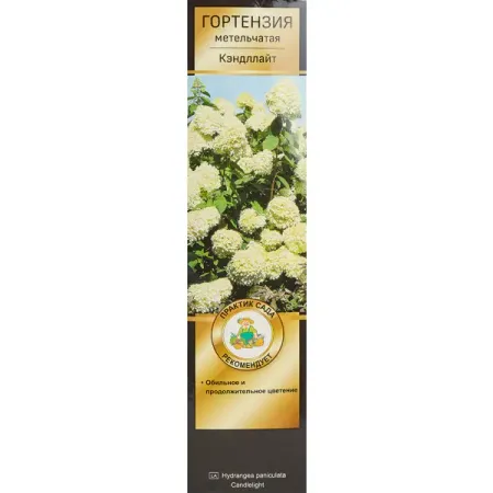Гортензия метельчатая Кэндллайт ø5 h35 см гортензия метельчатая коттон крим ø17 h20 см