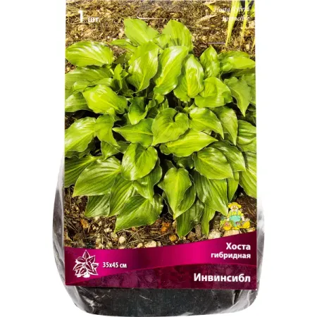 Хоста гибридная «Инвинсибл», размер луковицы I искусственные ы bonsai розовые зеленые красные белые фиолетовые