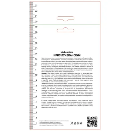 Ирис луизианский Энн Чоунинг