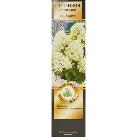 Гортензия метельчатая Бомбшелл ø5 h35 см гортензия метельчатая коттон крим ø17 h20 см