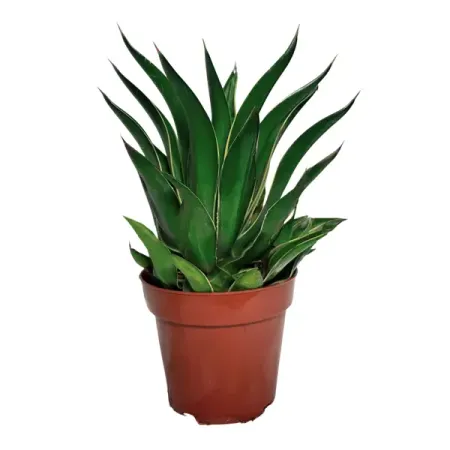 Агава Ауреа ø17 h15 см