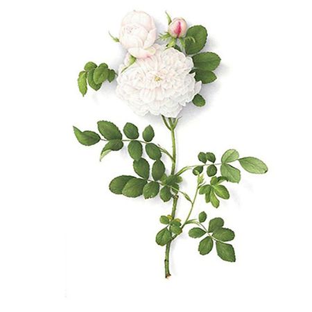 Наклейки для тела ПОЛИСФЕРА Временная переводная татуировка Tattoo PS-020 earlfamily naked loli full of tattoo автомобильные наклейки аниме nsfw девушка автомобильные аксессуары наклейка jdm сексуальная наклейка украшение