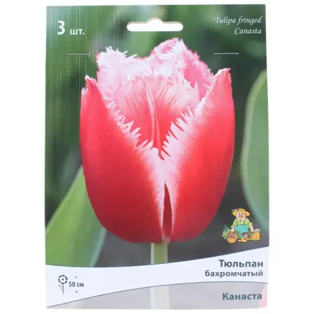 Тюльпан бахромчатый «Канаста», высота 40 см, 3 шт. луковицы растений тюльпан пепл принц 10 11 2шт