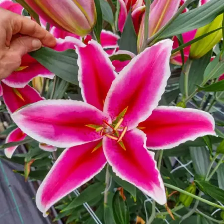 Лилия восточная Хачи луковицы 12/14 луковицы растений лилия восточная кзотико в капере 1 шт 14 16