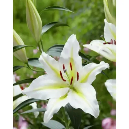 Лилия восточная Баферрари луковицы 12/14 луковицы растений лилия восточная кзотико в капере 1 шт 14 16