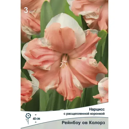 Нарцисс расщепленный Рейнбоу Ов Колорз 12/14, 3 шт. белые поролоновые бутоны для украшений