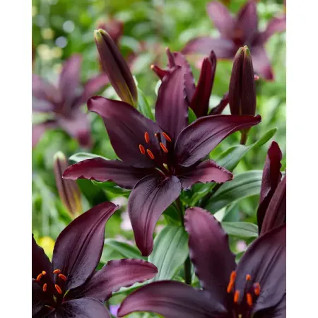 Лилия азиатская Блэклист луковицы 12/14 лилия азиатская розалин луковицы 14 16