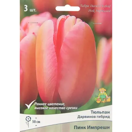Тюльпан Дарвинов гибрид Пинк Импрешн, 3 шт