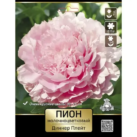 Пион молочноцветковый травянистый Диннер Плейт