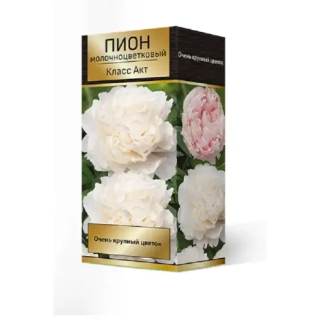 Пион молочноцветковый травянистый Класс Акт чулки компрессионные би велл b well jw 227 натуральн открытый мыс 2 класс компр р 4