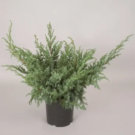 Можжевельник чешуйчатый Холгер ø17 h20-30 см можжевельник чешуйчатый блю карпет ø9 h15 см