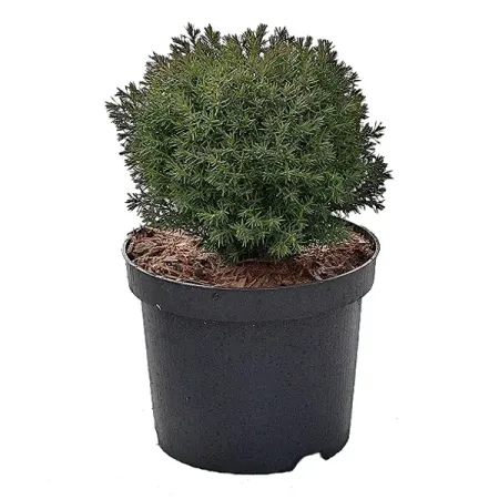 Туя Тедди ø17 h15 - 25 см линейные валы veekaft m3 3 мм 2 шт