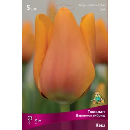 Тюльпан Дарвинов гибрид «Кэш» размер луковицы 12, 5 шт.
