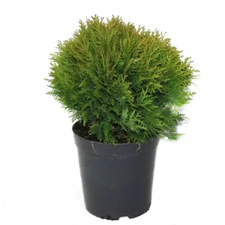 Туя Даника Аурея ø17 h15 - 25 см