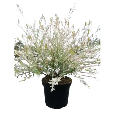 Ива цельнолистная Хакуро Нишики ø17 h30-50 см