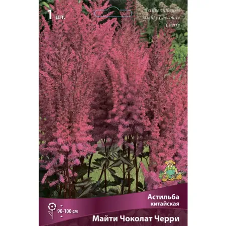 Астильба китайская Майти Чоколат Черри китайская медная монета с ком сливы