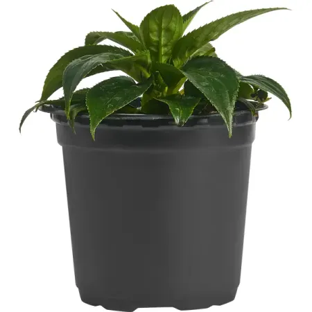 Бальзамин Новогвинейский 13x17 см силиконовые формы для торта sugarcraft розового а