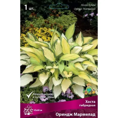 Хоста гибридная Ориндж Мармелад луковица I мармелад ударница со вкусом яблока 325 г