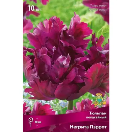 Тюльпан попугайный Негрита Пэррот луковицы 1 10 шт.