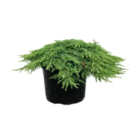 Можжевельник Грин Карпет ø17 h10 - 20 см можжевельник чешуйчатый блю карпет ø9 h15 см