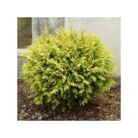 Туя Голден Глоб ø50 h50 - 70 см