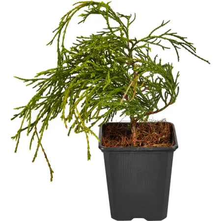 Кипарисовик горохоплодный Санголд ø9 h15 см искусственные сосновые шишки 6 10 шт