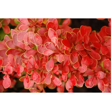 Барбарис Тунберга Корал