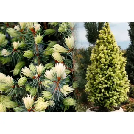 Ель канадская Сан Он Зе Скай розовые приглашения скай щенячий патруль takara tomy